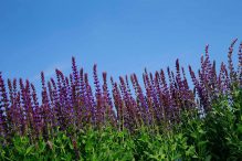 privacyverklaring_lepona_tuinarrangeurs