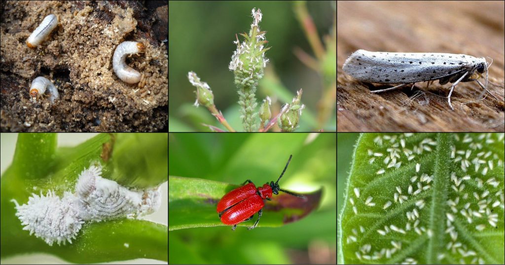 insecten-biologische-preventie-lepona